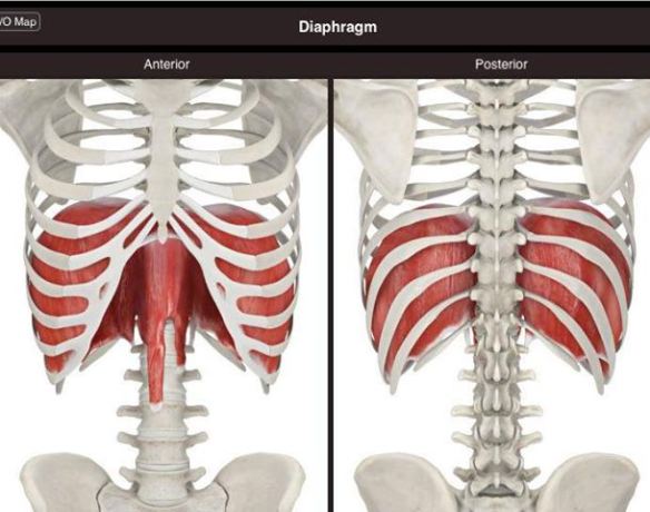 diaphragm-11
